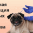 Жители Камчатки могут бесплатно привить домашних животных от бешенства - Елизовское городское поселение